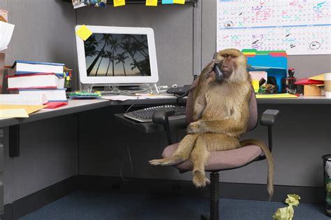 monkey office